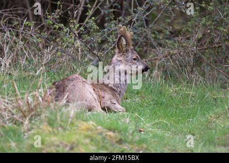 Cerf de Roe européen (Capranolus capranolus) reposant Banque D'Images