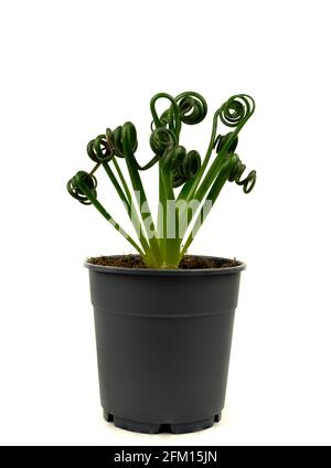 albuca spiralis en pot avec fond blanc Banque D'Images