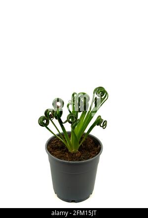 albuca spiralis en pot avec fond blanc, vue de dessus Banque D'Images