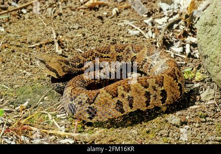 Bothrops atrops — également connu sous le nom de lancehead commun, fer-de-lance, barba amarilla[ Banque D'Images