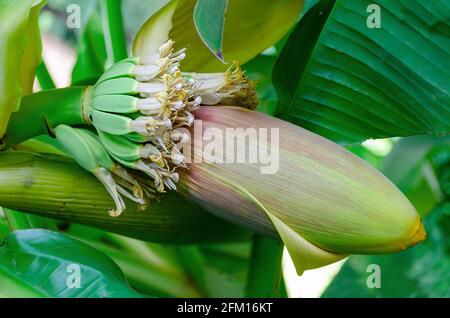 Fleur de tige de fleur de banane. Sri Lanka Banque D'Images