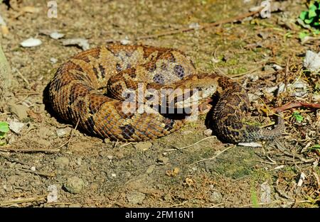 Bothrops atrops — également connu sous le nom de lancehead commun, fer-de-lance, barba amarilla[ Banque D'Images