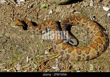 Bothrops atrops — également connu sous le nom de lancehead commun, fer-de-lance, barba amarilla[ Banque D'Images