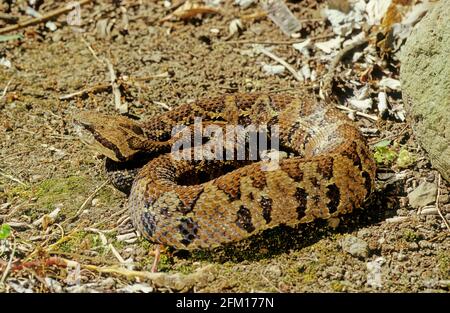 Bothrops atrops — également connu sous le nom de lancehead commun, fer-de-lance, barba amarilla[ Banque D'Images