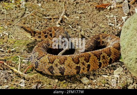 Bothrops atrops — également connu sous le nom de lancehead commun, fer-de-lance, barba amarilla[ Banque D'Images