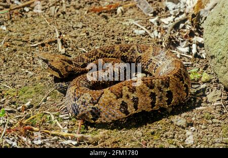 Bothrops atrops — également connu sous le nom de lancehead commun, fer-de-lance, barba amarilla[ Banque D'Images