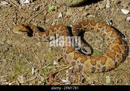 Bothrops atrops — également connu sous le nom de lancehead commun, fer-de-lance, barba amarilla[ Banque D'Images