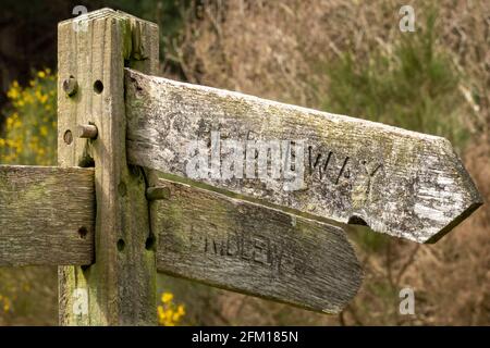 Panneau multidirectionnel en bois Bridleway avec forêt en arrière-plan Banque D'Images