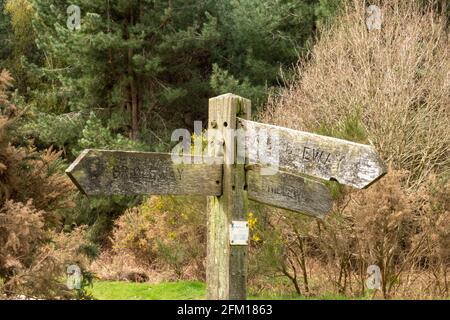 Panneau multidirectionnel en bois Bridleway avec forêt en arrière-plan Banque D'Images