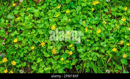 Gros plan des fleurs de célandine (Ficaria verna) Banque D'Images