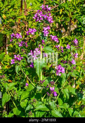 Gros plan des fleurs d'honnêteté annuelles (Lunaria annua) Banque D'Images