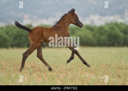 Châtaignier Arabian Foal le cheval arabe ou arabe est une race de cheval originaire de la péninsule arabique. Avec une forme de tête distinctive et un t haut Banque D'Images