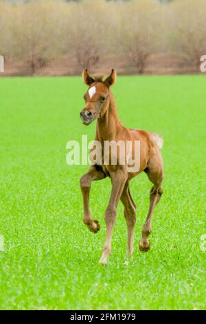 Châtaignier Arabian Foal le cheval arabe ou arabe est une race de cheval originaire de la péninsule arabique. Avec une forme de tête distinctive et un t haut Banque D'Images