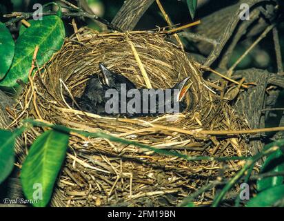 Oiseau-noir commun ou oiseau-noir eurasien (Turdus merula) naissant dans un nid. Cet oiseau se trouve dans toute l'Europe et au proche-Orient et se nourrit d'une vari Banque D'Images