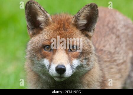 Dans un jardin à Clapham, dans le sud de Londres, un renard mâle se détend sur la pelouse un après-midi ensoleillé. La famille des renards a des petits mais ils n'ont pas encore été vus à la lumière du jour. Anna Watson/Alamy Banque D'Images