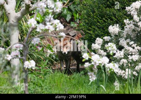 Dans un jardin à Clapham, dans le sud de Londres, un renard mâle se détend sur la pelouse un après-midi ensoleillé. La famille des renards a des petits mais ils n'ont pas encore été vus à la lumière du jour. Anna Watson/Alamy Banque D'Images