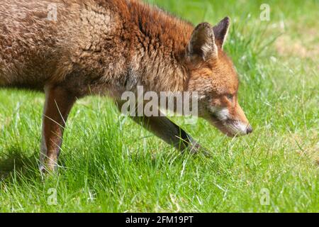 Dans un jardin à Clapham, dans le sud de Londres, un renard mâle se détend sur la pelouse un après-midi ensoleillé. La famille des renards a des petits mais ils n'ont pas encore été vus à la lumière du jour. Anna Watson/Alamy Banque D'Images