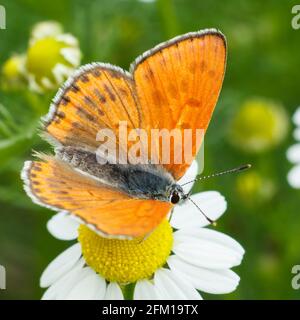 Gros plan un papillon orange assis sur une fleur de camomille par beau temps. Faible profondeur de fiel. Banque D'Images