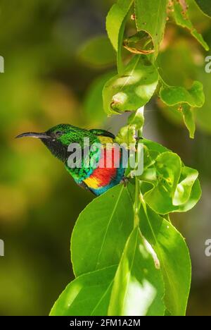 Magnifique Sunbird - Cinnyris pulchellus, beau petit oiseau perching des jardins africains et des terres boisées, lac Ziway, Ethiopie. Banque D'Images