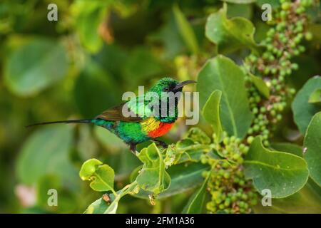 Magnifique Sunbird - Cinnyris pulchellus, beau petit oiseau perching des jardins africains et des terres boisées, lac Ziway, Ethiopie. Banque D'Images