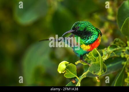 Magnifique Sunbird - Cinnyris pulchellus, beau petit oiseau perching des jardins africains et des terres boisées, lac Ziway, Ethiopie. Banque D'Images