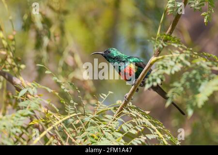 Magnifique Sunbird - Cinnyris pulchellus, beau petit oiseau perching des jardins africains et des terres boisées, lac Ziway, Ethiopie. Banque D'Images