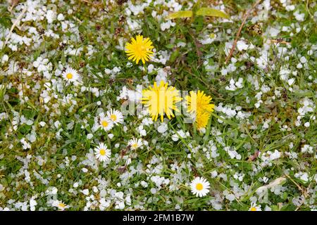 Hail pierres autour des fleurs de pissenlit au printemps - Écosse, Royaume-Uni Banque D'Images