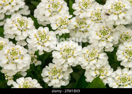 Evergreen candytuft Iberis sempervirens blanc gros plan Banque D'Images