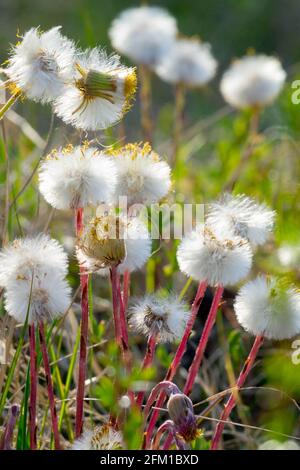 Tussilago farfara têtes de graines Coltsfoot Banque D'Images