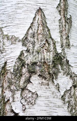 Betula pendula en écorce de bouleau argenté Banque D'Images