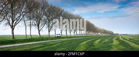 Herbe fraîche sur la prairie près d'Utrecht aux pays-bas Banque D'Images