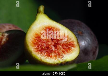 Gros plan de fruits frais mûrs en étain, fruits de la Fig, dans un foyer peu profond. Le nom scientifique de ces fruits est Ficus carica, une espèce de plante à fleurs en t. Banque D'Images