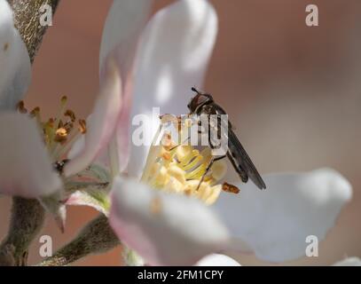 Alimentation des abeilles sur la fleur de pomme. Banque D'Images