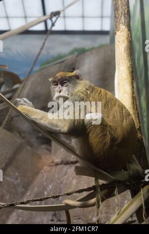 Un singe pata dans une enceinte de zoo. Banque D'Images