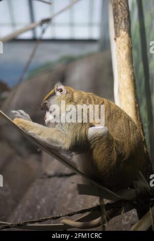 Un singe pata dans une enceinte de zoo. Banque D'Images