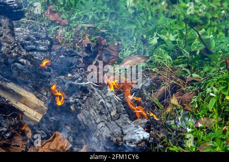 Les déchets de bois dans le feu, une combustion illégale dans le jardin. Concept de feu de forêt Banque D'Images