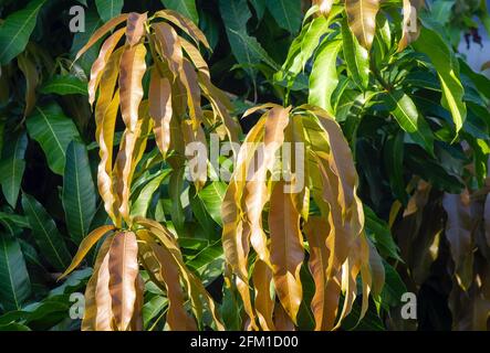 Jeunes feuilles de mangue (Mangifera indica) pour un fond naturel Banque D'Images