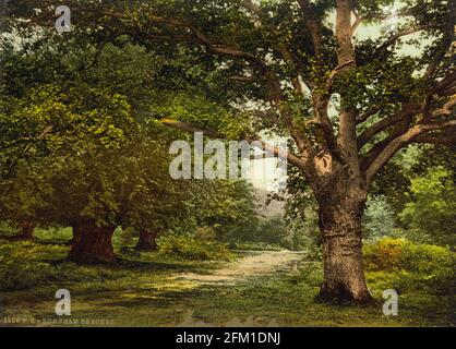 Burnham Beeches dans Buckinghamshire vers 1890-1900 Banque D'Images