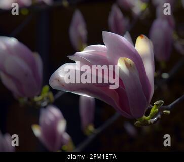 Magnifique rose Magnolia soulangeana fleurs sur un arbre. Dans le jardin de printemps, le Magnolia fleurit Banque D'Images