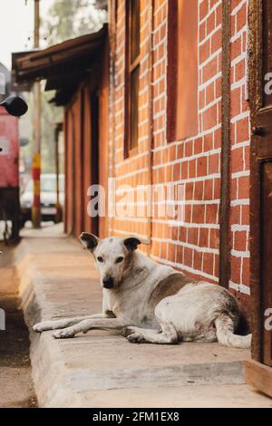 Un chien assis sur un sentier de rue. Banque D'Images