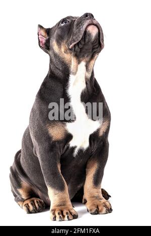Un chiot de la race américaine Bully de couleur tricolore. Une race de chien de compagnie nouvellement créée aux États-Unis. Isolé sur fond blanc, c Banque D'Images