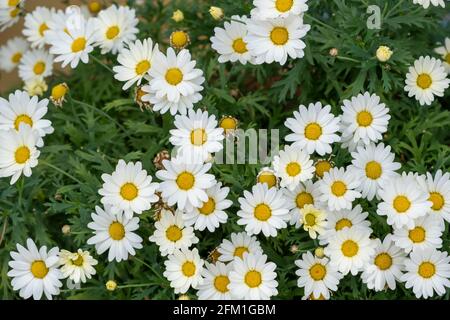 Fleurs de pâquerettes fraîches, bellis perennis, marguerites blanches avec des centres jaunes sur fond de champ, texture, vue de dessus. Plante herbacée vivace sauvage, Banque D'Images