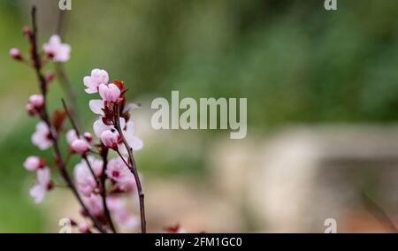 Branche de prune cerise sur fond vert nature flou. Fleurs roses, feuille pourpre, arbre vivace ornemental ou arbuste donne des fruits frais aromatiques juteux Banque D'Images