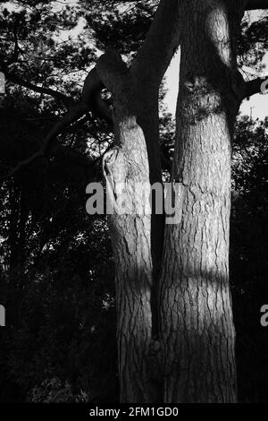 Image en noir et blanc des troncs d'arbre. Banque D'Images