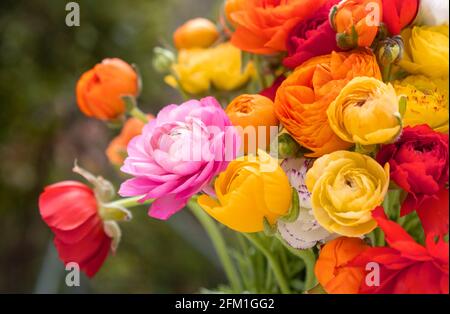 Fleurs de buttercups persans fraîches, ranunculus asiaticus, bouquet de plantes à fleurs sauvages toxiques et colorées fond. Antirhumatismaux Banque D'Images