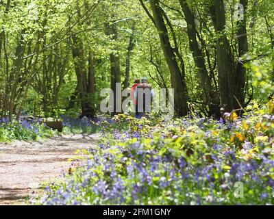 Hucking, Kent, Royaume-Uni. 5 mai 2021. Météo au Royaume-Uni : des cloches dans l'ancienne forêt du domaine de Hucking dans le Kent. Crédit : James Bell/Alay Live News Banque D'Images