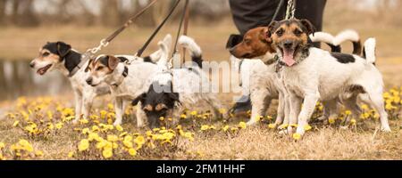 Le gardien de chiens marche avec de nombreux chiens sur une laisse dans la belle nature au printemps de la saison. Un pack Russell Terrier. Banque D'Images