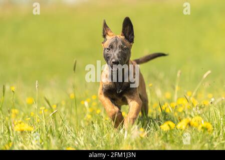 Chien de chiot Malinois sur un pré vert avec des pissenlits au printemps de la saison. Le chiot a 12 semaines. Banque D'Images