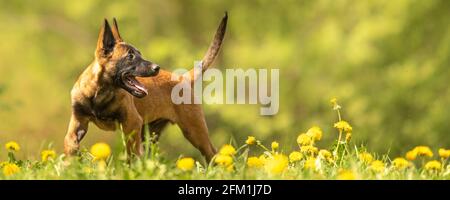 Chien de chiot Malinois sur un pré vert avec des pissenlits au printemps de la saison. Le chiot a 12 semaines. Banque D'Images