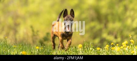 Chien de chiot Malinois sur un pré vert avec des pissenlits au printemps de la saison. Le chiot a 12 semaines. Banque D'Images